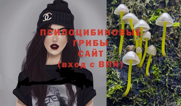 индика Новодвинск